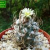 Turbinicarpus _schmiedickeanus ssp. flaviflorus _06